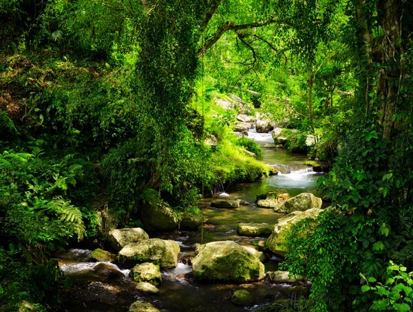 Stream in the tropical forest